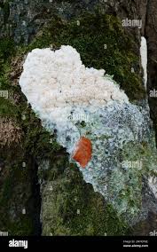 Attēlu rezultāti vaicājumam “Fuligo sp., Lignydium sp.”