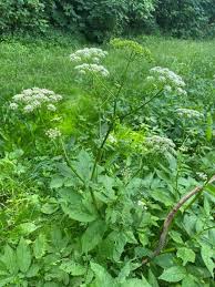 Attēlu rezultāti vaicājumam “Chaerophyllum aromaticum”