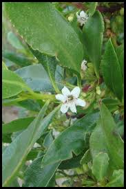 Attēlu rezultāti vaicājumam “Mycosphaerella ulmi”