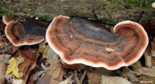 Attēlu rezultāti vaicājumam “Ischnoderma benzoinum”