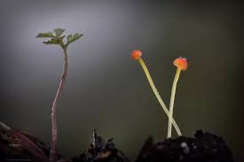 Attēlu rezultāti vaicājumam “Mycena acicula”