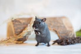 Image result for Gerbil