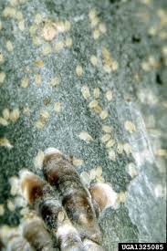 Attēlu rezultāti vaicājumam “Lepidosaphes ulmi”