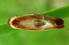 Attēlu rezultāti vaicājumam “Eulia ministrana”