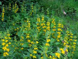 Attēlu rezultāti vaicājumam “Lysimachia punctata flower”