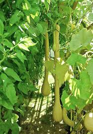 Image result for tromboncino