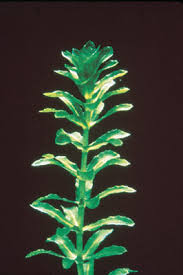 Attēlu rezultāti vaicājumam “Hydrilla verticillata leaf”