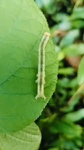 Attēlu rezultāti vaicājumam “Acronicta auricoma larva”