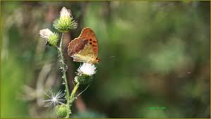 Attēlu rezultāti vaicājumam “Argynnis laodice female”