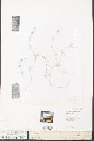 Attēlu rezultāti vaicājumam “Chara contraria”