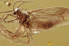 Attēlu rezultāti vaicājumam “Coniopterygidae”