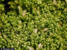 Attēlu rezultāti vaicājumam “Cephalozia lunulifolia”