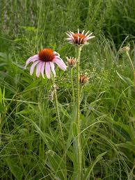 Attēlu rezultāti vaicājumam “Echinacea purpurea leaf”