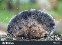 Attēlu rezultāti vaicājumam “Postia caesia”