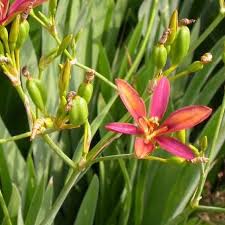 Image result for Pardancanda norrisii