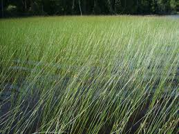 Attēlu rezultāti vaicājumam “Pseudobryum cinclidioides cells”