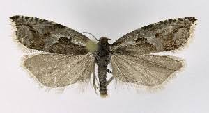 Attēlu rezultāti vaicājumam “Ancylis myrtillana”