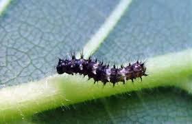 Attēlu rezultāti vaicājumam “Polygonia c-album larva”