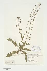 Attēlu rezultāti vaicājumam “Capsella bursa-pastoris”