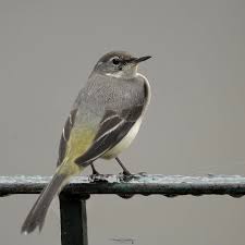 Attēlu rezultāti vaicājumam “Motacilla cinerea”