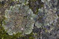 Attēlu rezultāti vaicājumam “Physconia detersa”