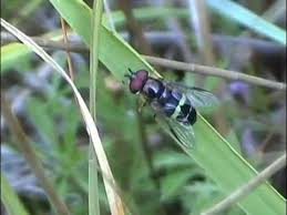 Attēlu rezultāti vaicājumam “Dasysyrphus tricinctus”