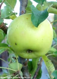 Attēlu rezultāti vaicājumam “Malus domestica”