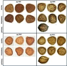Attēlu rezultāti vaicājumam “Riccia bifurca”