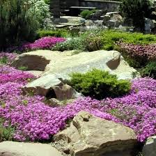 Attēlu rezultāti vaicājumam “Thymus serpyllum flower”
