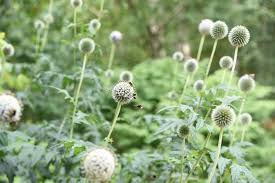 Attēlu rezultāti vaicājumam “Echinops sphaerocephalus flower”