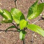 Attēlu rezultāti vaicājumam “Lonicera ferdinandii”