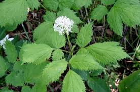 Attēlu rezultāti vaicājumam “Actaea spicata leaf”