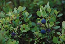 Attēlu rezultāti vaicājumam “Vaccinium uliginosum fruit”