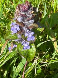 Attēlu rezultāti vaicājumam “Ajuga reptans flower”
