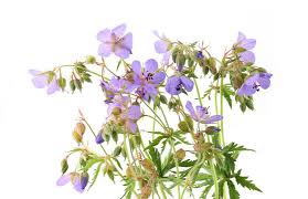Attēlu rezultāti vaicājumam “Geranium pratense”