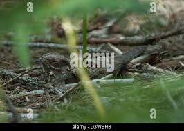 Attēlu rezultāti vaicājumam “Caprimulgus europaeus nest”