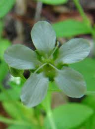 Attēlu rezultāti vaicājumam “Moehringia lateriflora flower”