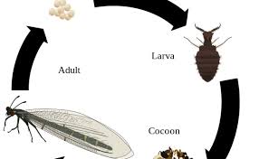 Attēlu rezultāti vaicājumam “Myrmeleontidae larva”