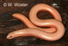 Attēlu rezultāti vaicājumam “Anguis fragilis”