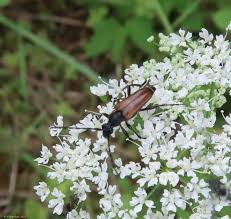Attēlu rezultāti vaicājumam “Anastrangalia sanguinolenta”