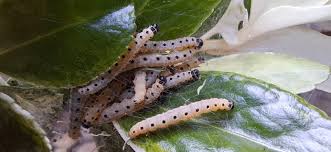 Attēlu rezultāti vaicājumam “Yponomeuta malinellus / cagnagella imago”