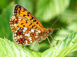 Attēlu rezultāti vaicājumam “Clossiana selene underside”