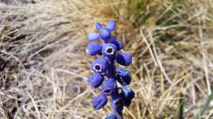 Attēlu rezultāti vaicājumam “Muscari botryoides leaf”