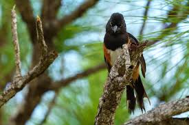 Image result for Pipilo erythrophthalmus