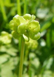 Attēlu rezultāti vaicājumam “Adoxa moschatellina”