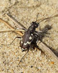 Attēlu rezultāti vaicājumam “Cicindela sylvatica”