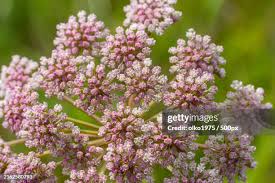 Image result for Pimpinella saxifraga