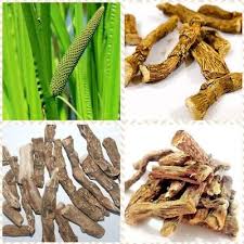 Attēlu rezultāti vaicājumam “Acorus calamus fruit”