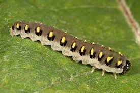 Attēlu rezultāti vaicājumam “Tenthredo mandibularis”