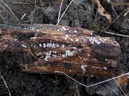 Attēlu rezultāti vaicājumam “Cudoniella clavus”